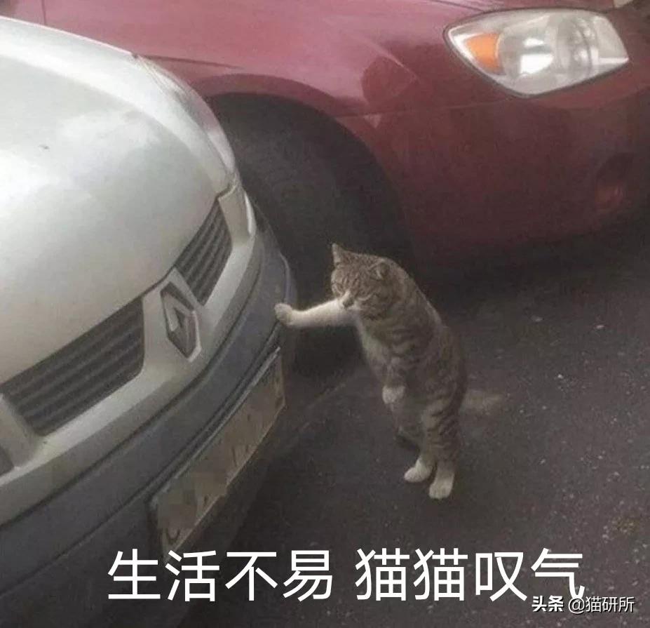 流浪猫的孩子野性也大吗,流浪猫的灵性有多可怕