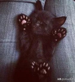 这套喵肉球vs口红色号匹配大全送你了!拿走不谢!