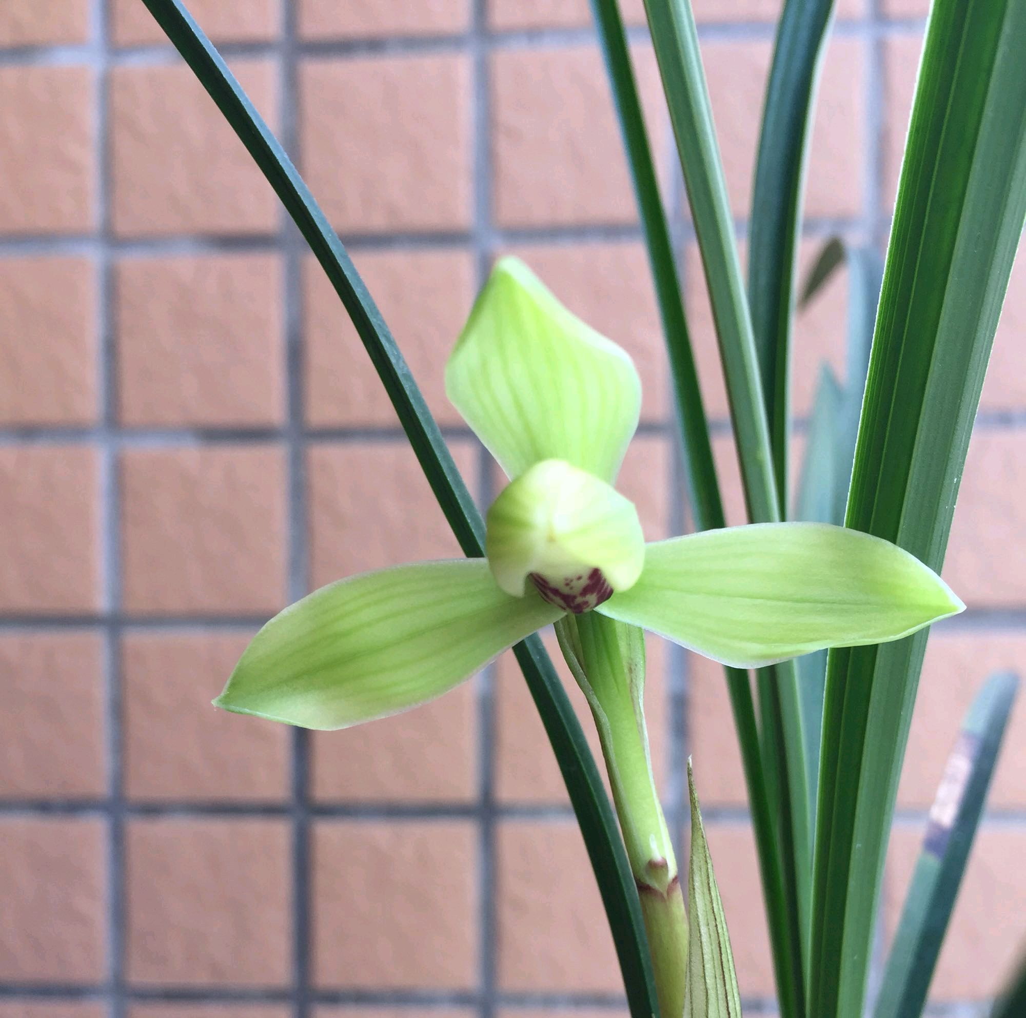 处在花苞期的兰花是否能施肥,兰花打花苞的时候用什么肥料最好