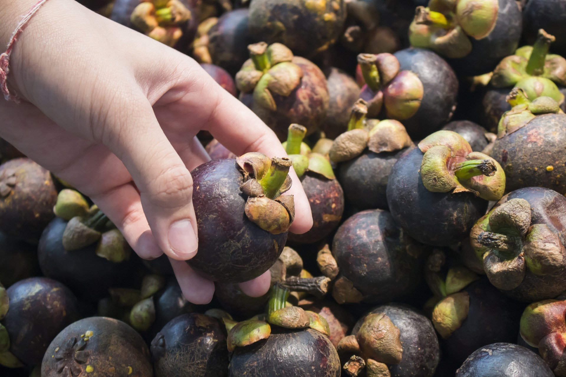 山竹是低糖还是高糖水果,山竹是减肥还是长胖的