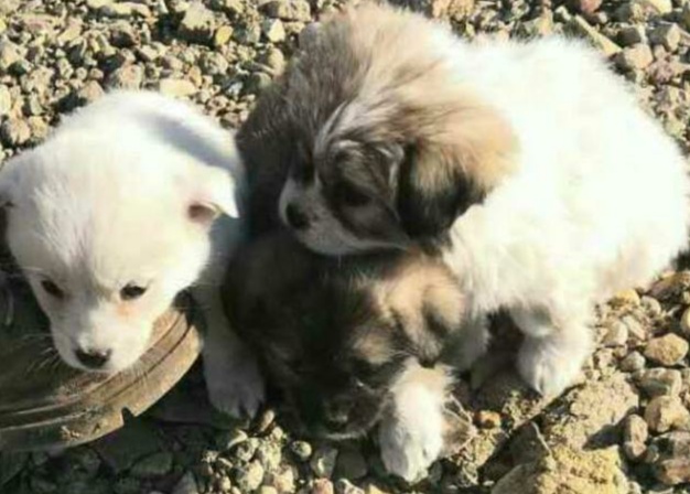 养土狗有什么好处,中华田园犬小奶狗好养吗