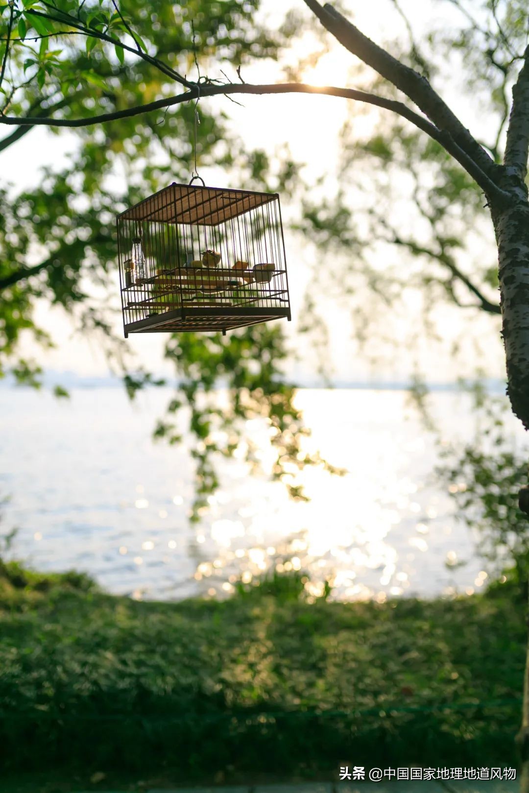 什么是西湖成语,什么是西湖莼菜