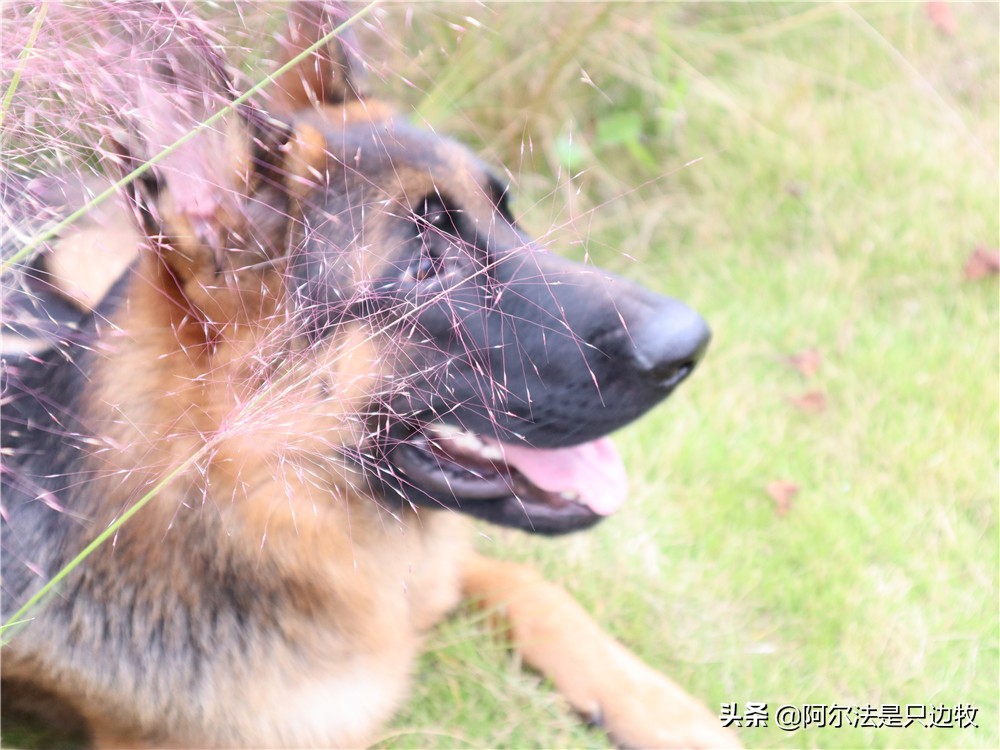 大德牧帅气时刻,大德牧可爱视频