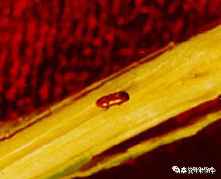 蛀干害虫是钻蛀害虫吗,果树枝干钻蛀害虫图片