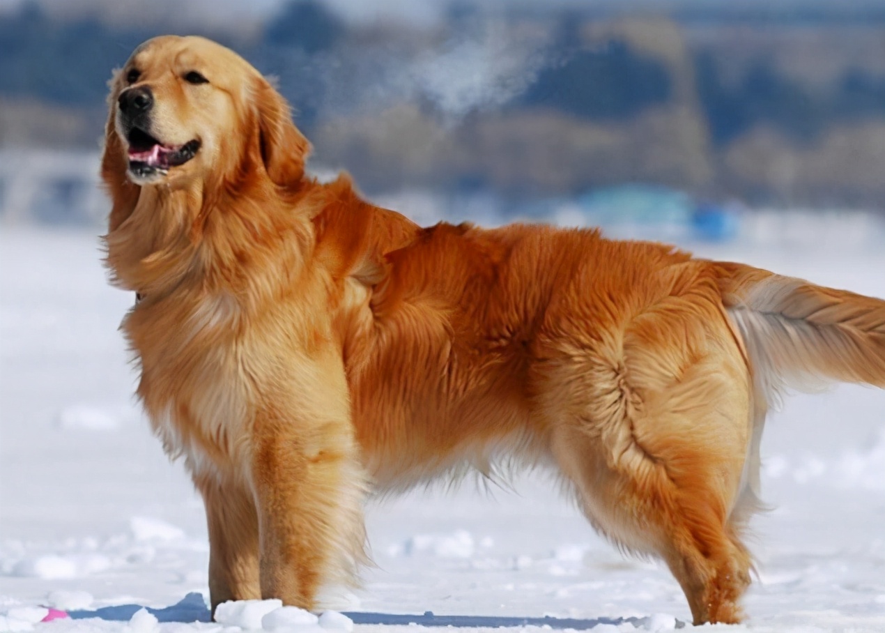 金毛犬为什么不建议养呢,新手养金毛成犬要注意什么