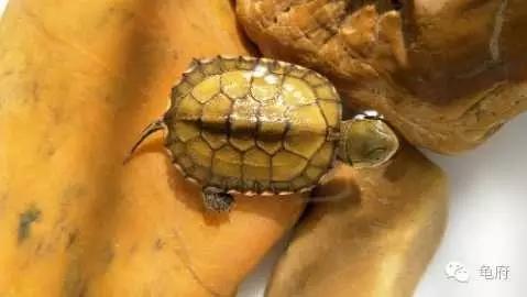 鉴赏花草模板,小青苗照片