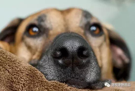 狗狗的嗅觉好不好怎么看,怎么通过狗狗的鼻子判断狗狗生病