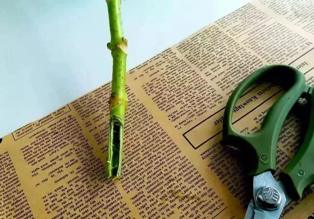 绣球醒花花头可以泡水吗,绣球盆栽可以整个泡水里吗