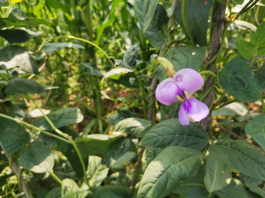 豆角钻心虫防治办法,豆角里面的钻心虫用什么药防治
