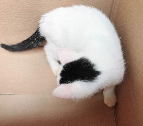 中华田园猫和狸花猫有什么区别,古代中华田园猫排行