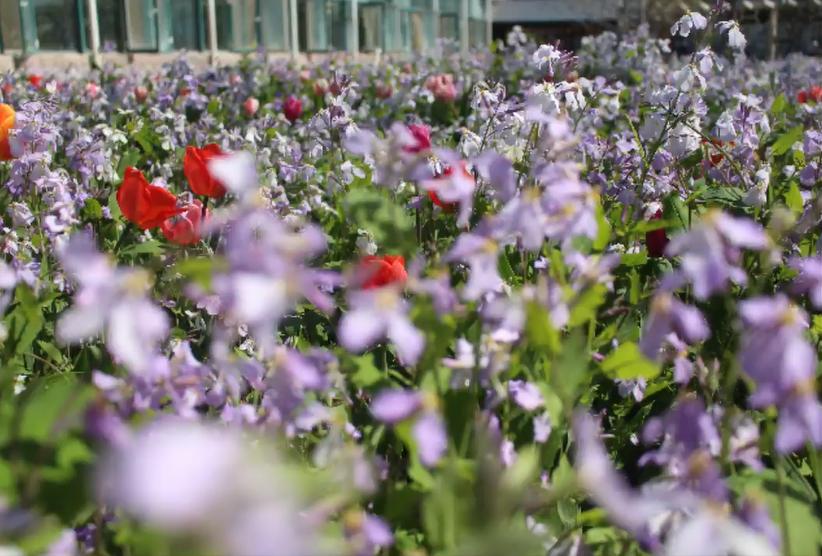 香雪海包含哪些景点,香雪海一日游