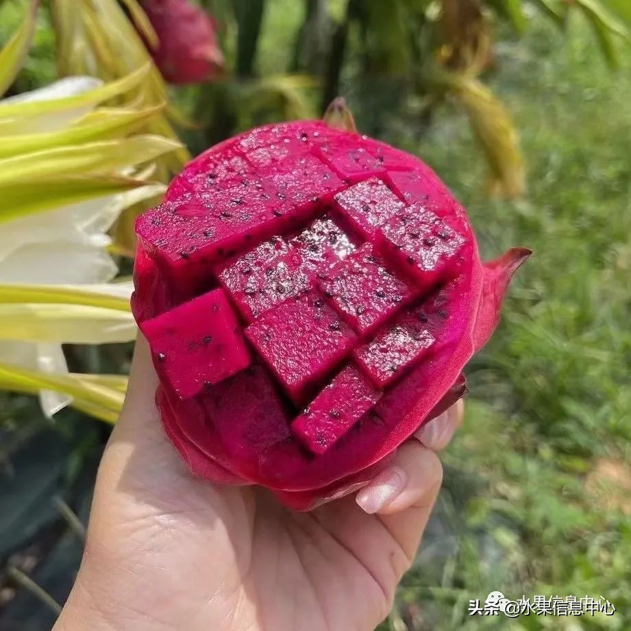 水果天堂：海南水果品种及上市时间表