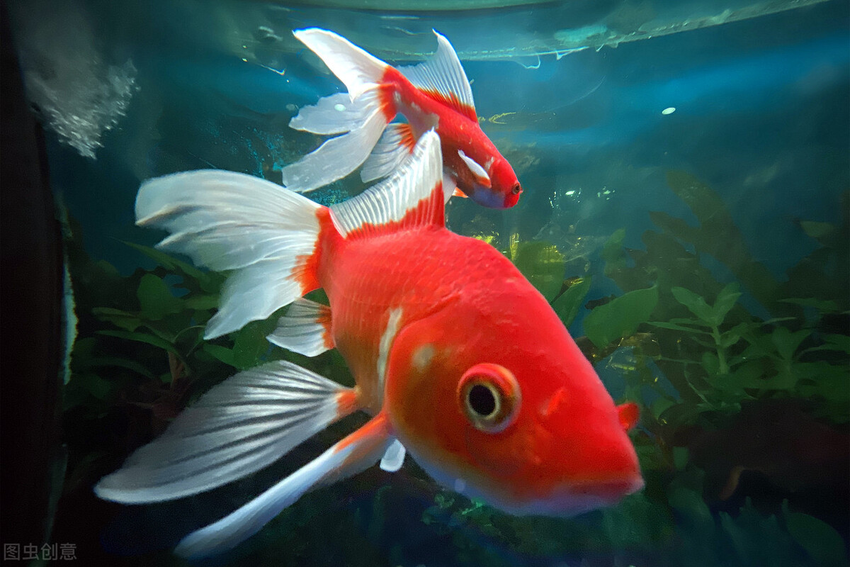 现在的金鱼为什么不好养,你以为养鱼很优秀吗