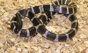 中国常见的毒蛇品种及分布 (松山湖钓鱼被毒蛇咬伤事件)