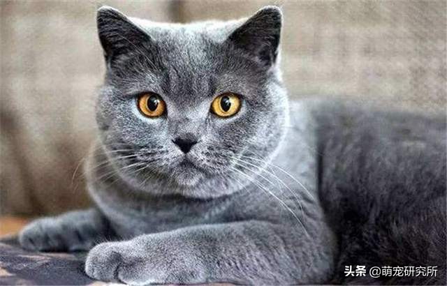 新手适合养英国短毛猫吗,养一只英国短毛猫每个月花费多少