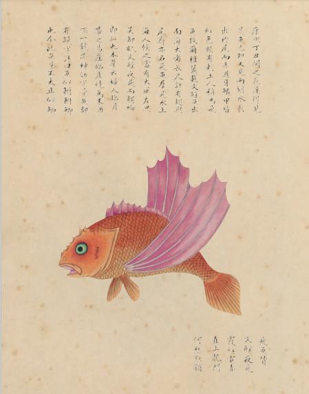 你可能没见过飞鱼,但是你一定吃过它的卵