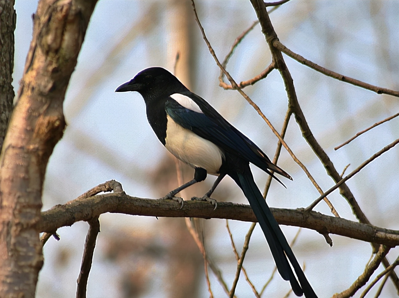 喜鹊窝搭得乱七八糟为何不怕风雪,喜鹊窝建造全过程