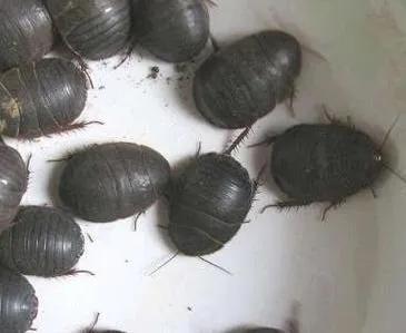 养殖土元靠谱吗,土元致富它究竟隐藏了多少陷阱