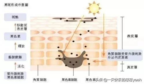 网红美白精华改善暗沉,平价美白精华见效快