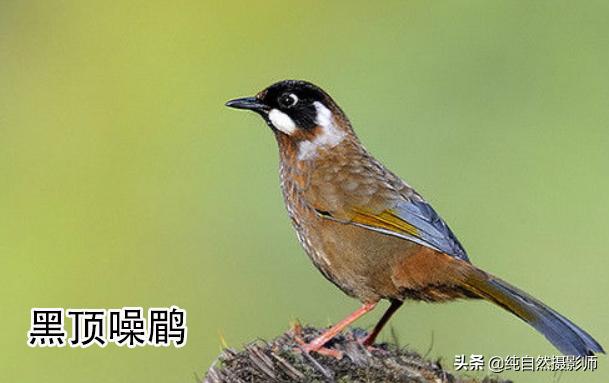 画眉品种有哪些,画眉科的鸟类大全