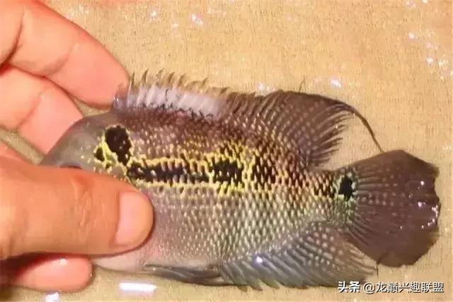 宠物整形美容,给宠物做美容多少钱