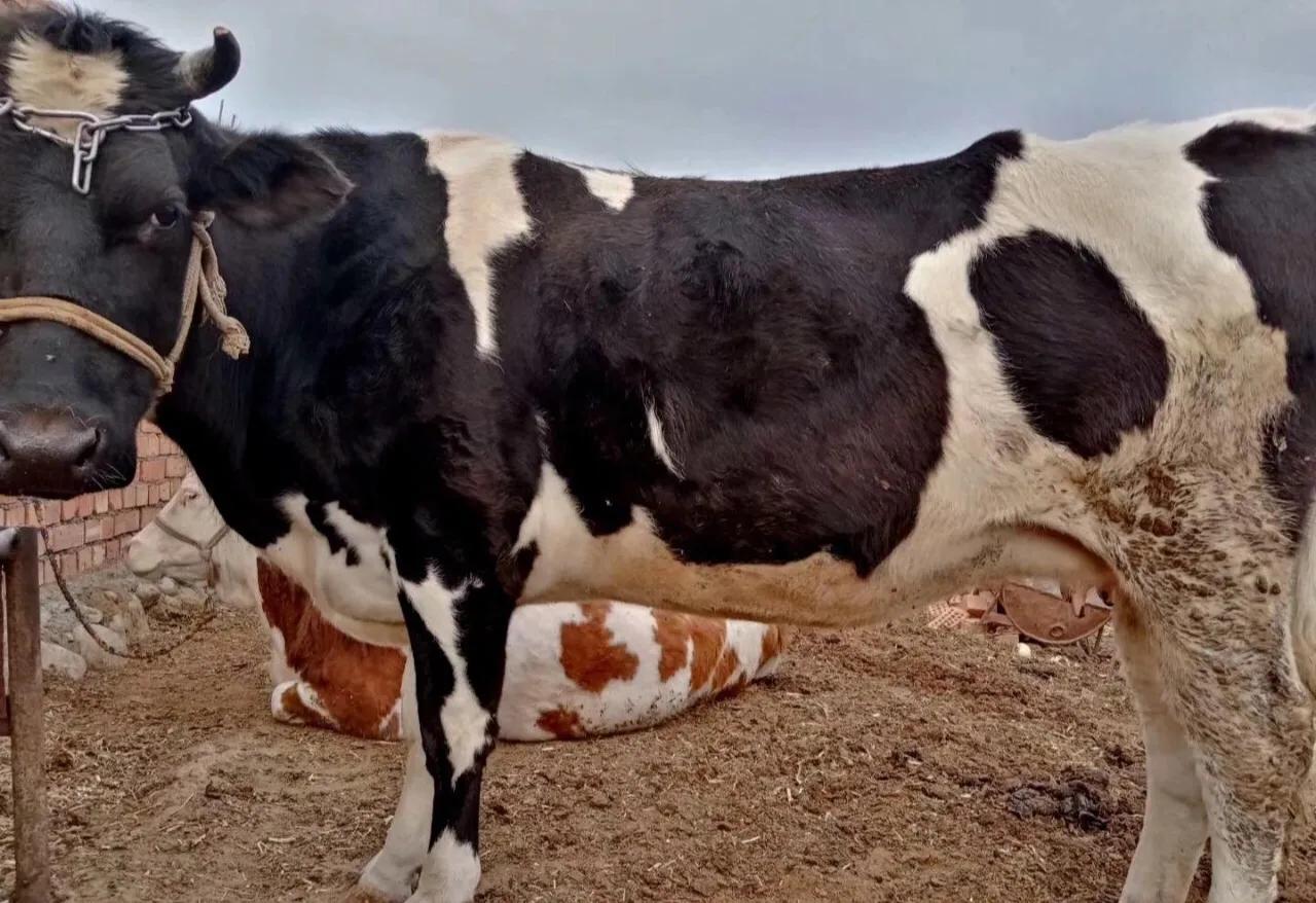 如何提高母牛的繁育能力,育母牛的最佳方法