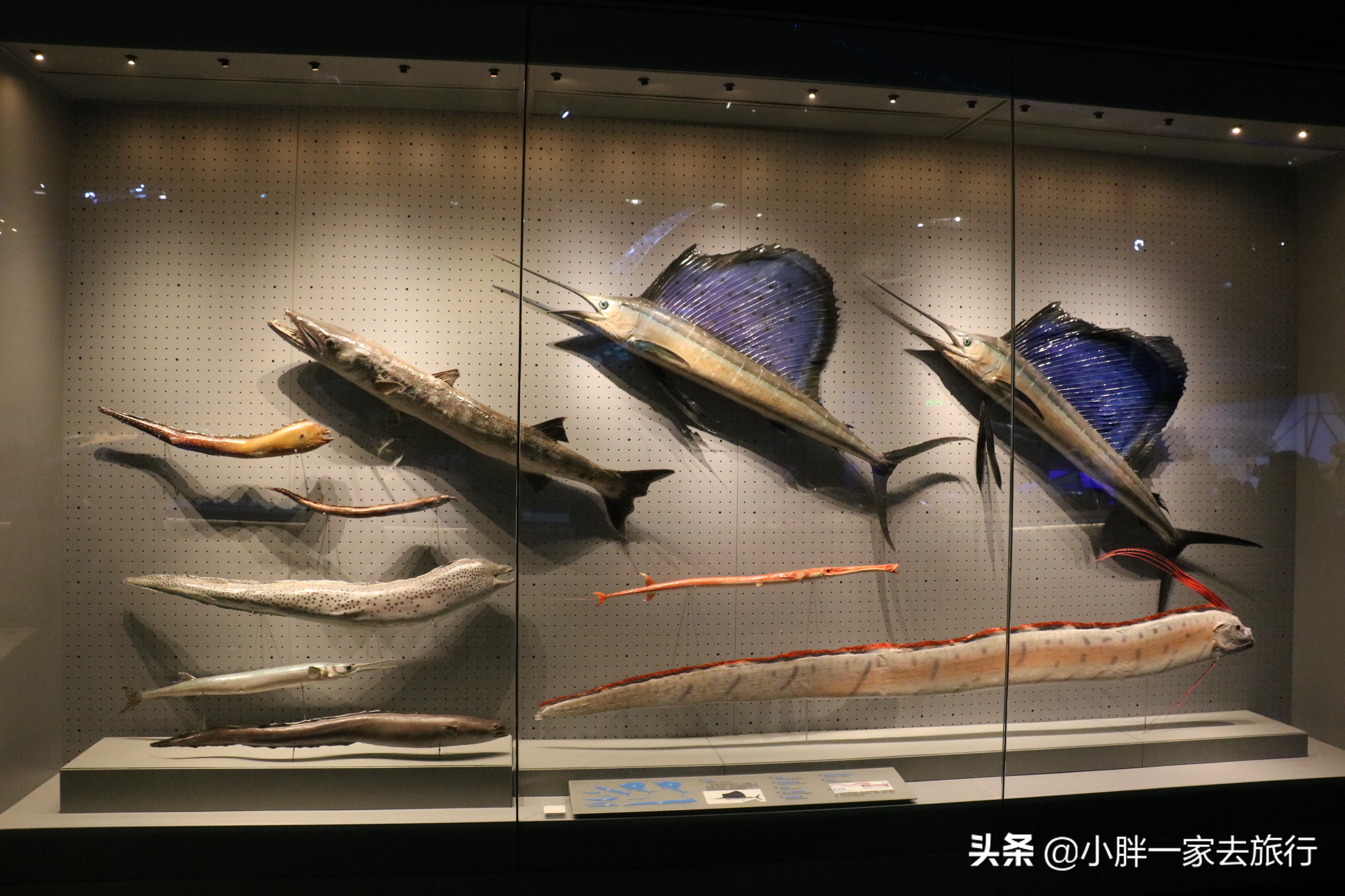 最大的北京海洋博物馆,海上故宫国家海洋博物馆