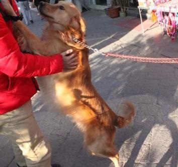 金毛扑小孩怎么纠正,金毛爱扑陌生人怎样纠正