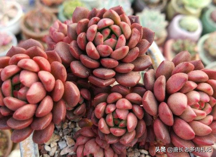 红宝石多肉什么时候换盆,多肉红宝石多长时间换一次盆