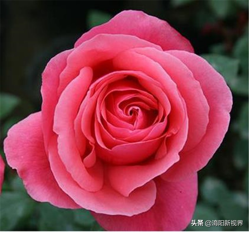 月季创新造型是什么,热门月季品种推荐图片欣赏