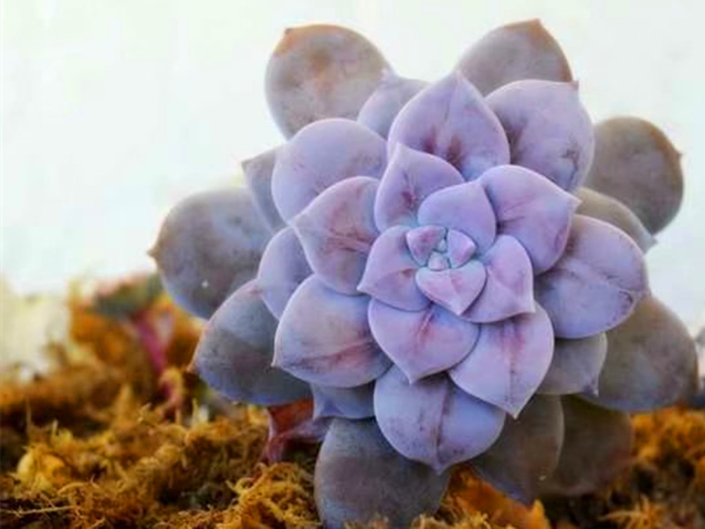 花市买多肉好还是网购多肉好？优缺点都摆在这里，看你喜欢哪种