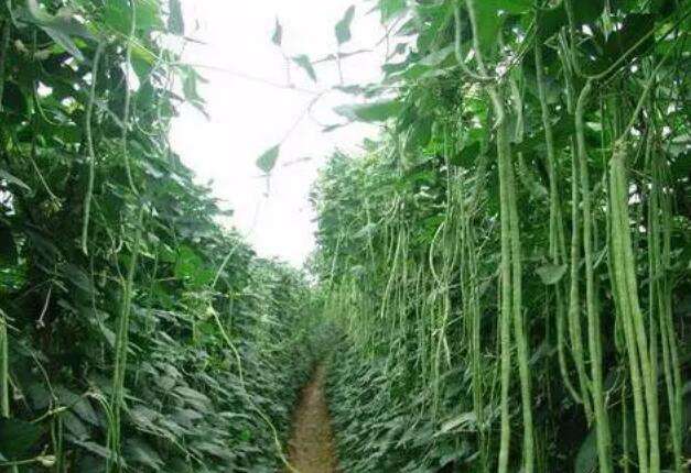 无架长豆角种植小技巧,种豆角出苗不好怎么补救