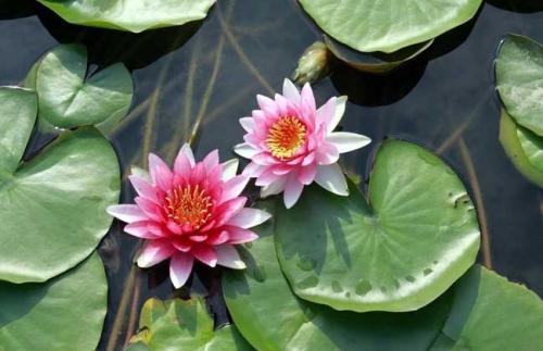 莫奈作品高清大图名画睡莲,莫奈的画高清大图睡莲