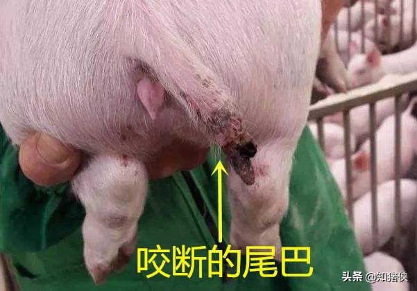 猪互相咬怎么处理最好,猪老咬尾巴是什么病
