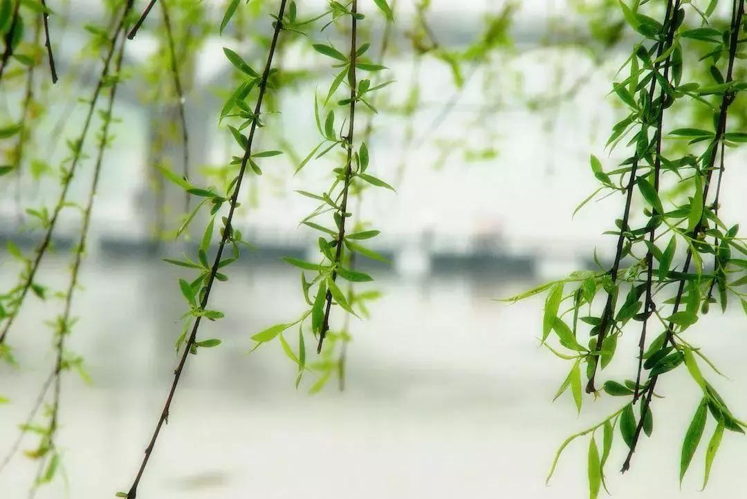 一杯杏花酒满盏思故人作者,一杯杏花酒满盏思故人图片