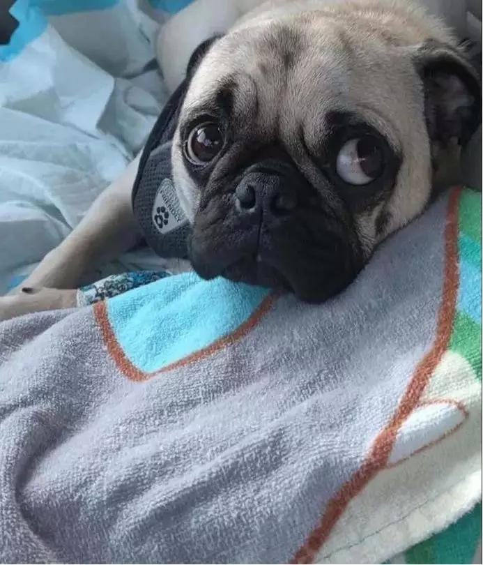 狗狗吞了钻石戒指,小狗误食金戒指