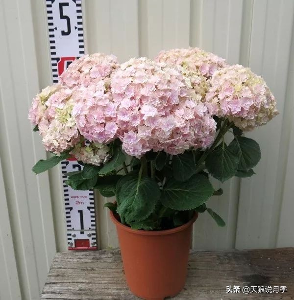 绣球季家里不缺花，全场8折迎初夏