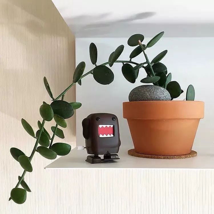 94种常见唯美观叶植物,会开花的绿色硬叶植物