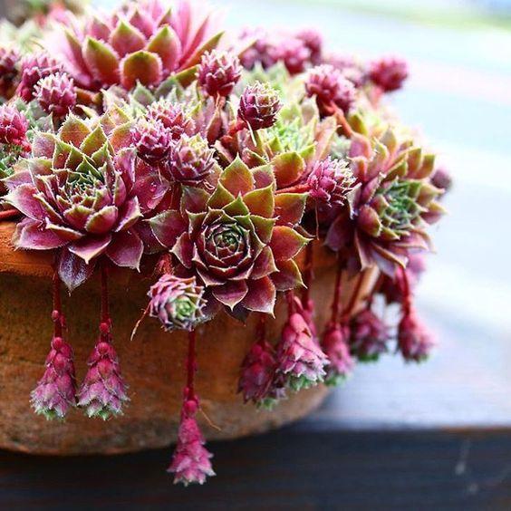 多肉一直不长根，怎么办，教你5招，多肉秒发根！