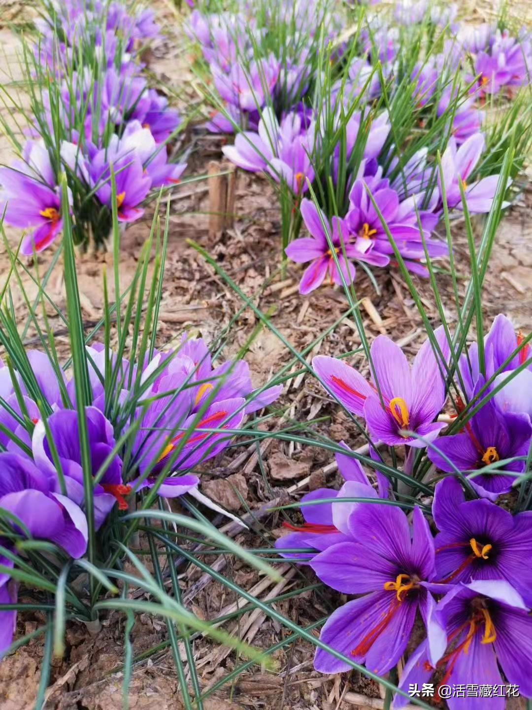 藏红花主要产地崇明岛,正宗的藏红花产地是哪里