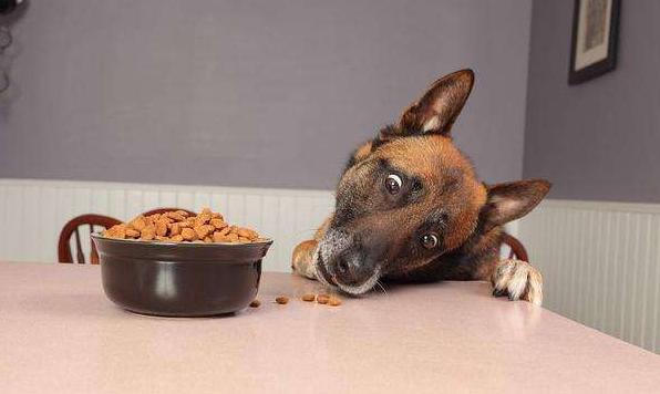 狗狗总爱舔人是怎么回事,狗狗为什么爱舔人皮肤