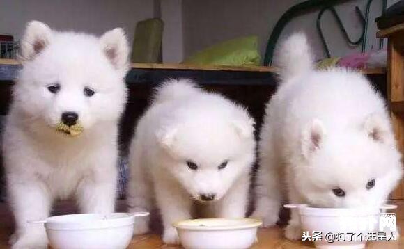 小狗吃多了怎么办简单3步解决,小狗一次吃多了怎么办