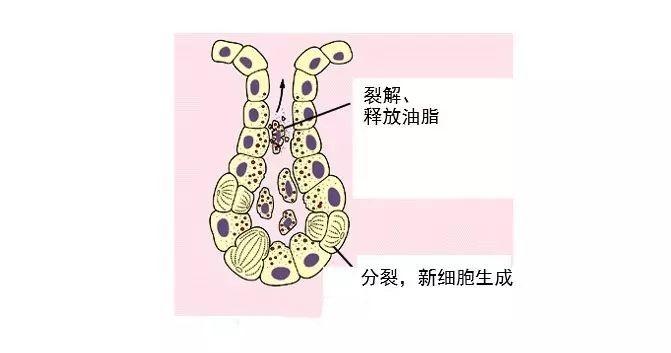 皮肤出油厉害怎么科学用药控油,皮肤出油怎样保湿