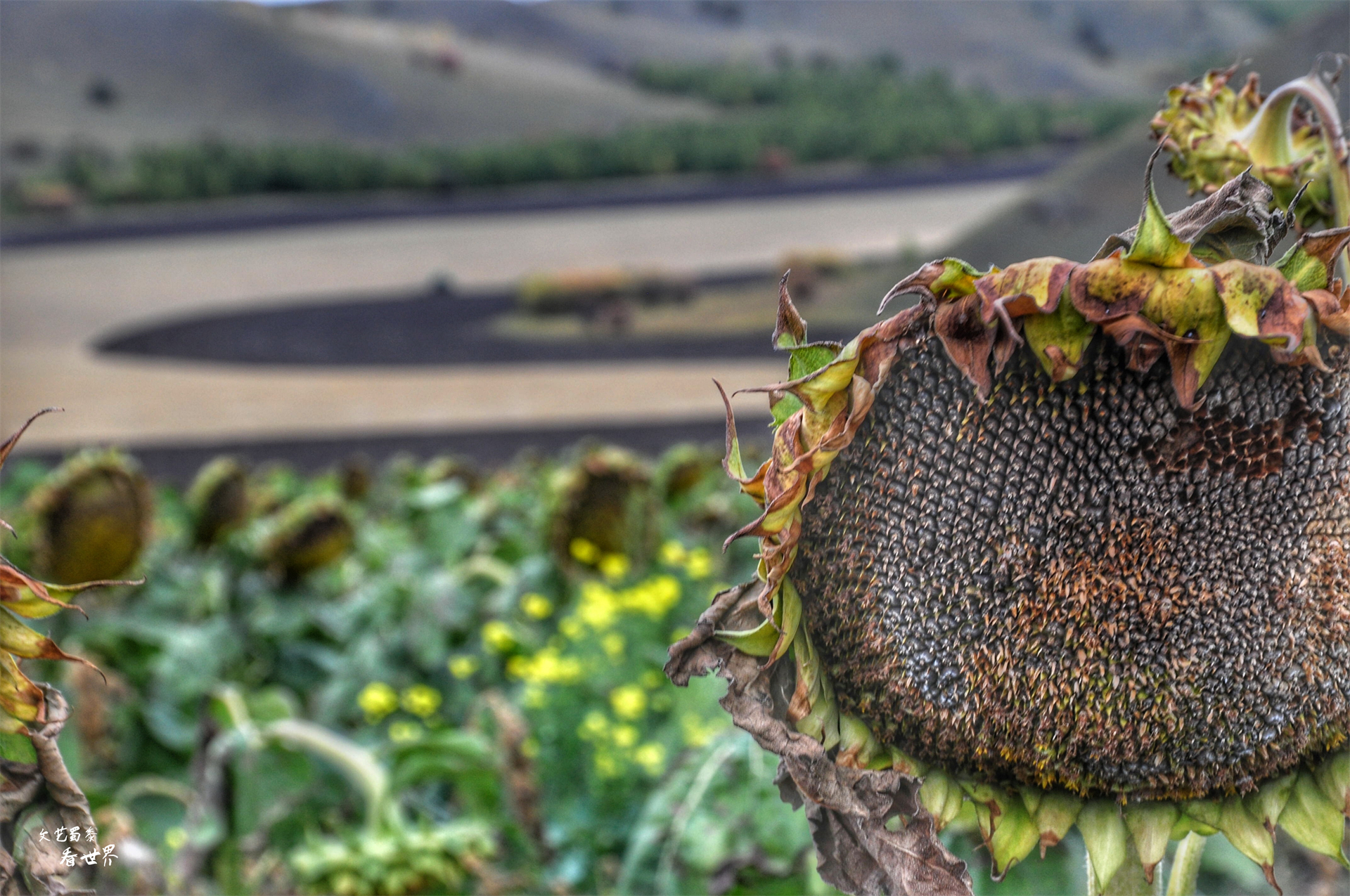 阿尔山的冬天就是童话世界,如果你第一次来到草原会感叹什么