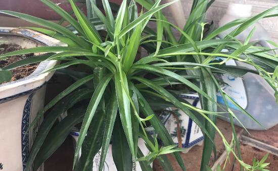 吊兰烂根了怎么办,吊兰烂根什么原因