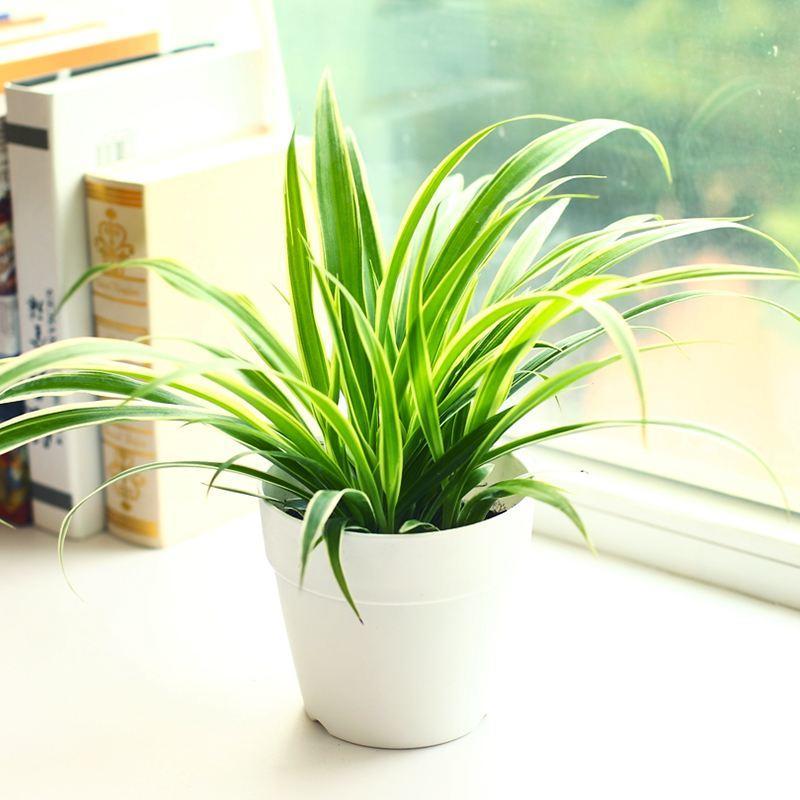 夏天吊兰叶尖焦枯如何处理,夏天吊兰怎么养护才不会腐烂