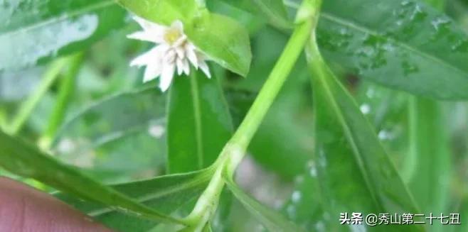 茎像空心菜的野草,茎像芹菜的一种蔬菜