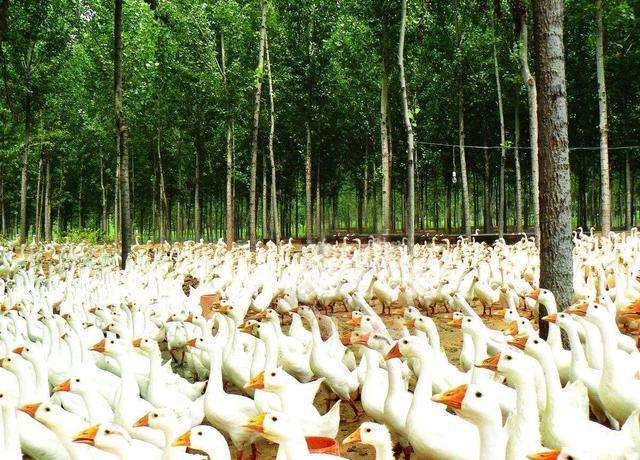 养殖鹅技术大全视频,养殖鹅技术全程指导