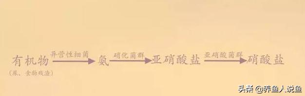 旧鱼缸如何重新开缸养水,锦鲤鱼缸开缸养水教程