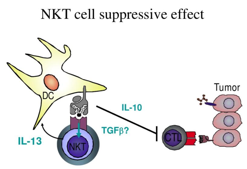 免疫NKT细胞,nkt细胞治疗肿瘤十大科普问题